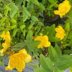 Ľubovník kalíškatý (Hypericum calicinum) ´HIDCOTE´ výška: 40-60 cm, kont. C5L 